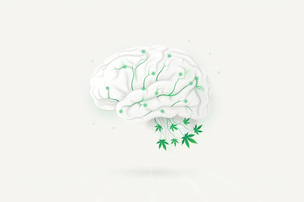 CBD et cerveau : ce que la science sait vraiment de ses effets